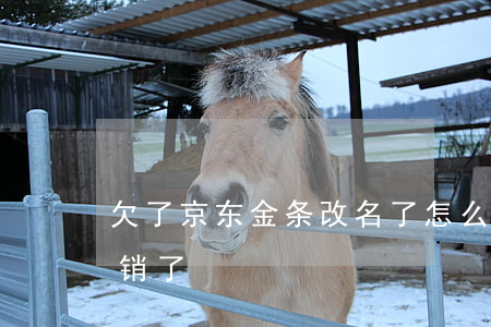 欠了京东金条改名了怎么办(我把京东金条注销了)