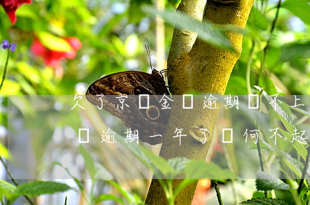 欠了京東金條逾期還不上怎么辦(我欠京東金條逾期一年了為何不起訴我)