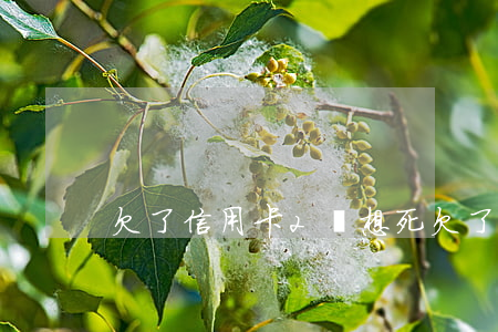 欠了信用卡2萬想死 欠了信用卡2萬想死