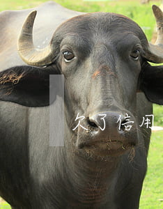 欠了信用卡不還了可以嗎