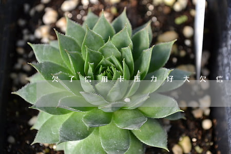 欠了信用卡压力好大(欠信用卡的压力说说)