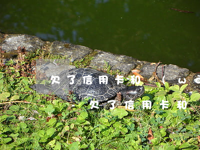 欠了信用卡和網(wǎng)貸還不上怎么辦-欠了信用卡和網(wǎng)貸還不上怎么辦呢