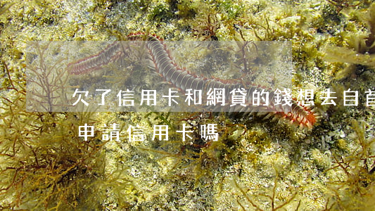 欠了信用卡和網貸的錢想去自首(欠了網貸能申請信用卡嗎)