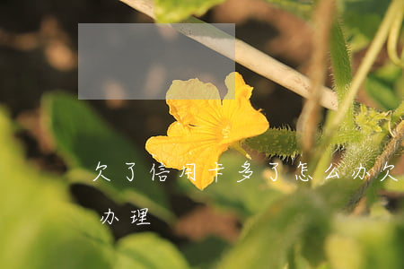 欠了信用卡多了怎么办 欠了信用卡多了怎么办理