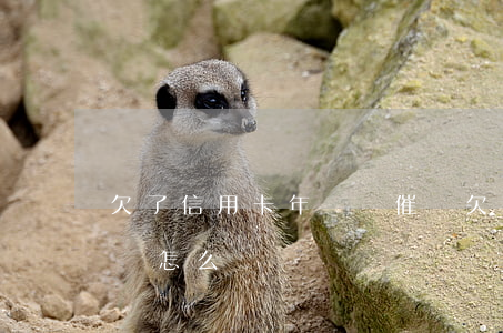 欠了信用卡年費會催嗎(欠了信用卡年費會催嗎怎么辦)