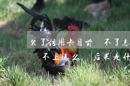 欠了信用卡目前還不了怎么辦(欠銀行信用卡還不上怎么辦?后果是什么)