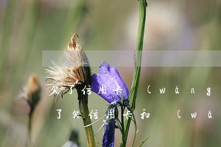 欠了信用卡網(wǎng)貸30萬沒錢還了(欠信用卡和網(wǎng)貸30萬還有活路嗎)