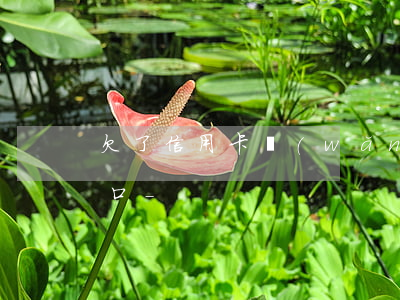 欠了信用卡網(wǎng)貸怎么向媽媽開口-