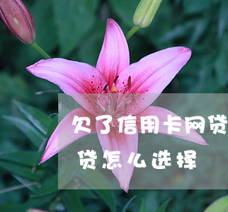 欠了信用卡网贷先还哪个(欠信用卡还是欠网贷怎么选择)