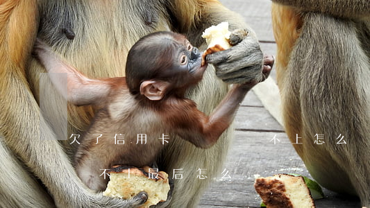 欠了信用卡錢暫時還不上怎么辦(欠了信用卡還不上最后怎么辦?)