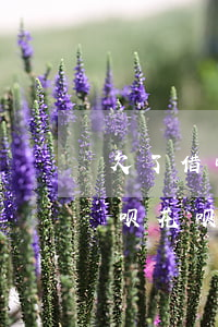 欠了借呗的钱怎么关闭自动扣款(怎么关闭借呗花呗自动扣款)