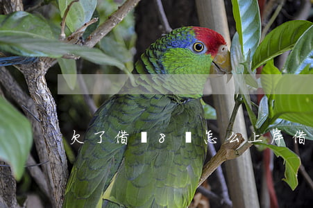 欠了借唄8萬怎么上岸(借唄8萬不還會怎樣)