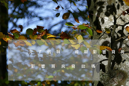 欠了借唄沒逾期影響貸房款嗎(借唄從未逾期影響買房貸款嗎)