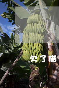 欠了借唄的錢把花唄停了(花唄借唄全部停了)