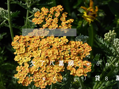 欠了八萬網(wǎng)貸我該怎么辦(欠網(wǎng)貸8萬該怎么還完)