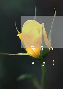欠了八萬網(wǎng)貸還(我欠網(wǎng)貸八萬怎么辦)
