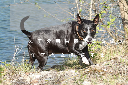 欠了分期樂兩萬怎么還(欠了分期樂兩萬多半年了怎么辦還不出)