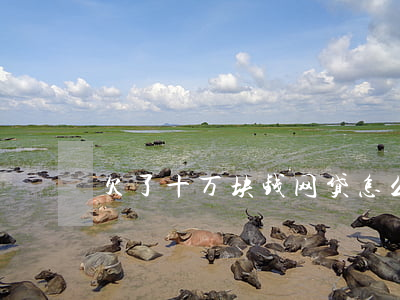 欠了十万块钱网贷怎么还钱