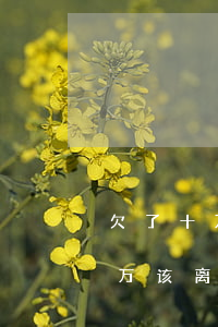 欠了十万的网贷老婆要离婚(老公欠网贷10万该离婚吗)