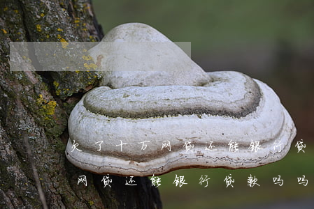 欠了十万网贷还能银行贷款吗吗-欠了十万网贷还能银行贷款吗吗知乎