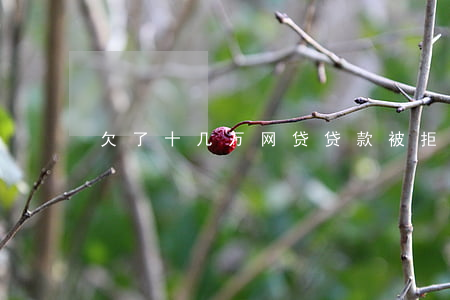 欠了十几万网贷贷款被拒怎么办-