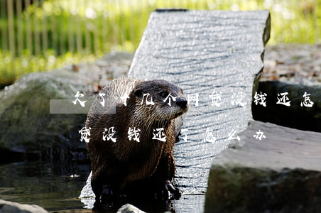 欠了十几个网贷没钱还怎么办(欠了几十万网贷没钱还了怎么办)