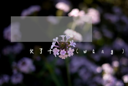 欠了十萬網(wǎng)貸家里沒錢還
