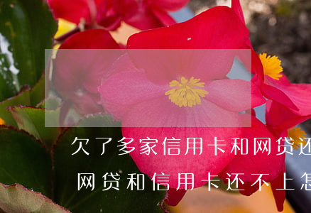 欠了多家信用卡和网贷还不上(欠了一百多万网贷和信用卡还不上怎么办)