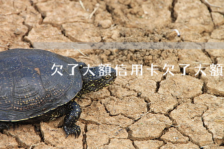 欠了大額信用卡(欠了大額信用卡怎么辦)