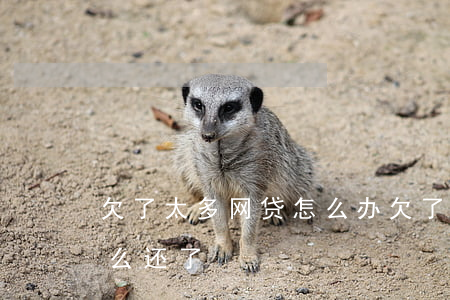 欠了太多网贷怎么办(欠了很多网贷 不知道怎么还了)