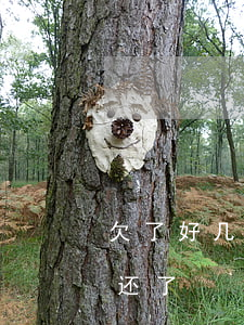 欠了好几个网贷两年了还不上(网贷2年多没还了)