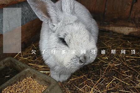 欠了好多家网贷逾期(网贷逾期很多家)