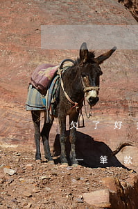 欠了好多網(wǎng)貸 想貸款還清(想貸一筆款,把欠的網(wǎng)貸全還了,怎么就那么難)
