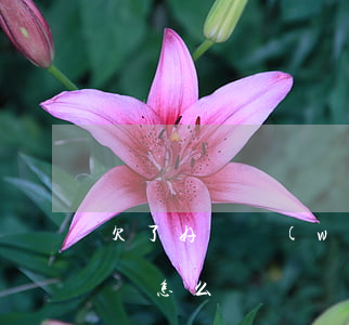 欠了好幾萬(wàn)網(wǎng)貸我該怎么辦
