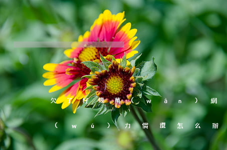 欠了好幾萬(wàn)網(wǎng)貸無(wú)力償還怎么辦-