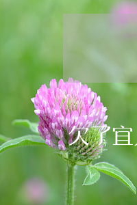 欠了宜人貸目前沒能力還怎么辦-