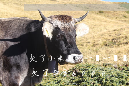 欠了小米貸款一萬一沒還(小米貸款逾期兩年欠了本金6000)