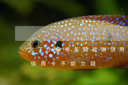 欠了小貸很多錢能辦信用卡(辦理貸款是不是信用卡不能欠錢)