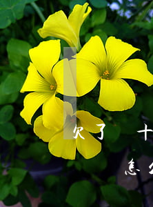 欠了幾十萬(wàn)的外債無(wú)力償還怎么辦-欠了幾十萬(wàn)的外債無(wú)力償還怎么辦呢