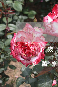 欠了幾十萬的網(wǎng)貸怎么辦(欠十多萬網(wǎng)貸怎么辦)