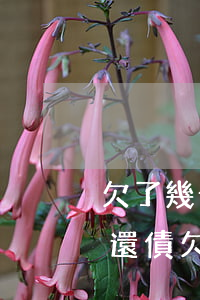 欠了幾十萬網(wǎng)貸還不起想賣房還債(欠了各種網(wǎng)貸二十多萬還不了)
