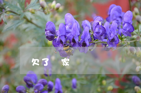 欠了幾家網貸