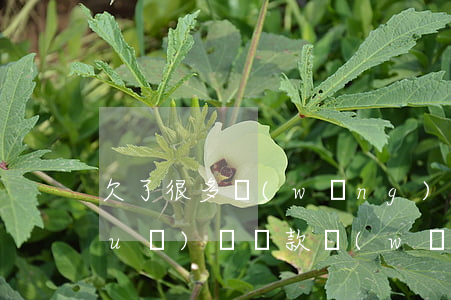 欠了很多網(wǎng)貸怎么合理規(guī)劃還款(網(wǎng)貸怎么合理安排還款)