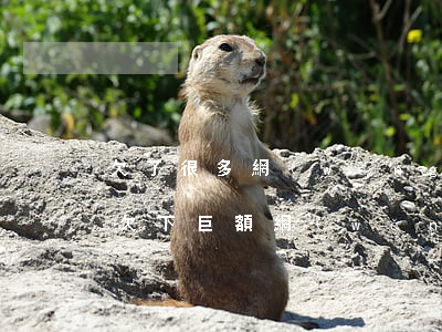 欠了很多網(wǎng)貸無力償還怎么辦(欠下巨額網(wǎng)貸債務(wù)無力償還怎么辦)