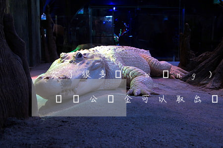 欠了很多網(wǎng)貸能取公積金出來還嗎(公積金可以取出來還網(wǎng)貸嗎)