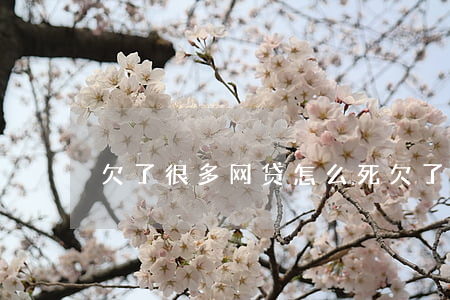 欠了很多网贷怎么死(欠了好多网贷想死了)