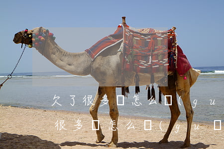 欠了很多錢怎么規(guī)劃還款-欠了很多錢怎么規(guī)劃還款呢