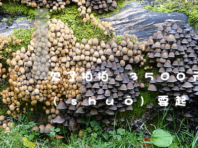 欠了拍拍貸3500元錢(欠拍拍貸一千多說(shuō)要起訴我是真的嗎?)