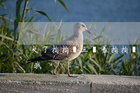 欠了拍拍貸三萬(差拍拍貸三千三年了要起訴我)