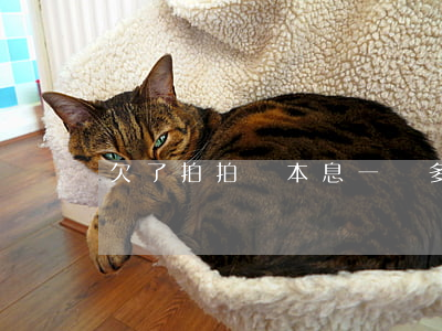 欠了拍拍貸本息一萬多了怎么辦-